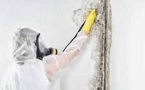 Environmental Consulting for Mold Prevention in Castalia, OH